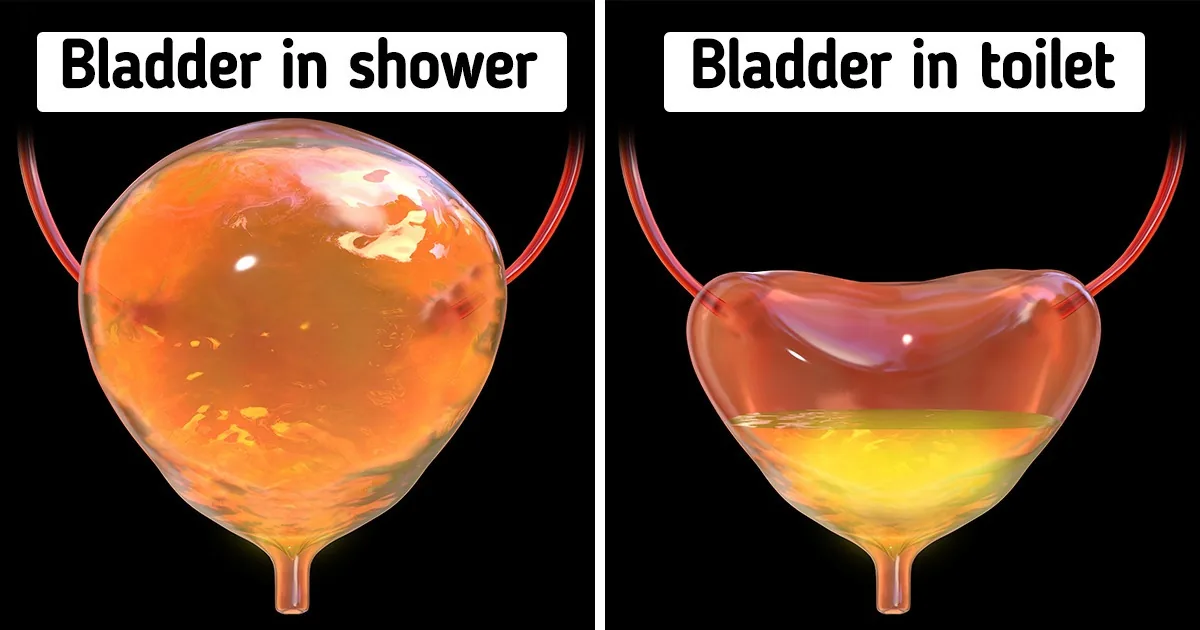 Peeing in the Shower vs. Using the Toilet: Is Peeing in the Shower Safe?